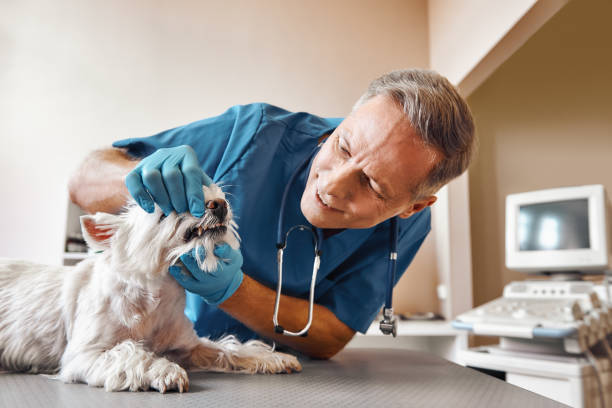 Best Same-Day Emergency Dental Services in Washingtonville, NY